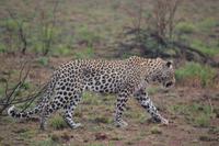 Südafrika - Pilanesnationalpark - Leopard