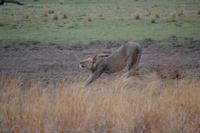 Südafrika - Pilanesnationalpark - Löwe