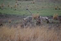 Südafrika - Pilanesnationalpark - Löwinnen