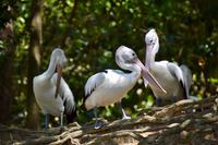 Australien - Pelikan