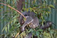 Australien - Koalabär