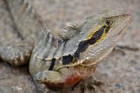 Australien Wasseragame-Echse