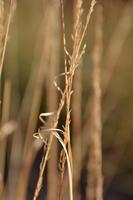 Australien - Spinnfex-Gras