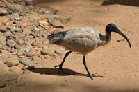Australien - Ibis