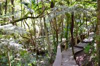 Neuseeland - Skulpturenwald