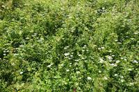 Südtirol - Sommerwiese