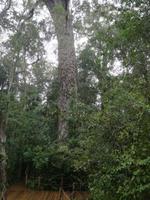 Tsitsikamma-Nationalpark