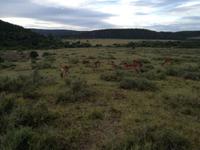 Kariega Nationalpark