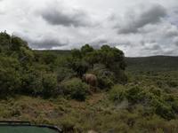 Kariega Nationalpark