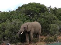 Kariega Nationalpark