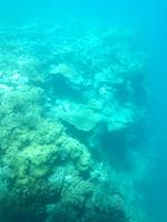 Australien Katamaran-Tour Great Barrier Reef