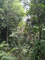 Australien Kuranda