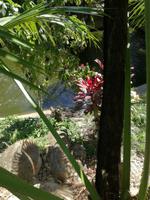 Australien Kuranda