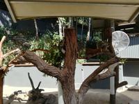 Australien Kuranda