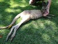Australien Kuranda