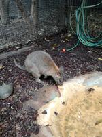 Australien Featherdale Wildlife Park