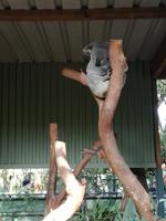 Australien Featherdale Wildlife Park