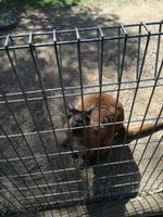 Australien Featherdale Wildlife Park