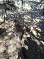 Australien Featherdale Wildlife Park