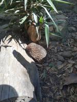 Australien Featherdale Wildlife Park