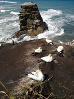 Neuseeland -Matakana