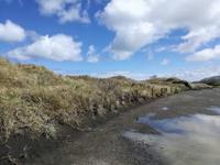 Neuseeland -Matakana