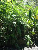 Tahiti Inselrundfahrt