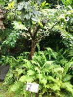 Tahiti Inselrundfahrt