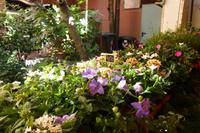 Blumenstand in Meran