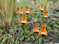 National Park Torres del Paine - Chile - Patagonien - ein Traum (1)