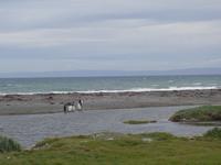 Königspinguine in Patagonien (4)