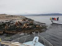 Bootsfahrt und Wanderung am Beagle Kanal - Ushuaia - Feuerland (3)