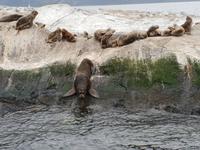 Bootsfahrt und Wanderung am Beagle Kanal - Ushuaia - Feuerland (8)