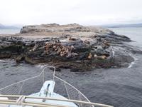 Bootsfahrt und Wanderung am Beagle Kanal - Ushuaia - Feuerland (19)