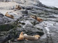 Bootsfahrt und Wanderung am Beagle Kanal - Ushuaia - Feuerland (21)