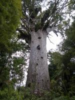 Tane Mahuta