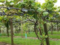 Kiwi-Plantage