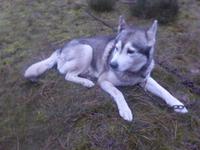 Husky