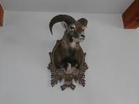 Zdiar Hohe Tatra - Gemse