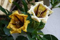 Im Orchideengarten (4)