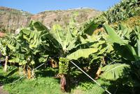 Bananenplantage (2)