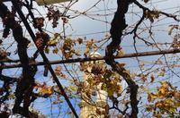 Wein in Arsos