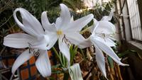 Palmenhaus Bad Pyrmont 20190101 153951