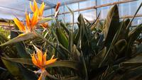 Palmenhaus Bad Pyrmont 20190101 162610