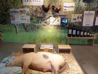 Genussregal - steirische Produkte