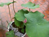 Lotus