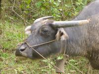 Man beachte die Glocke.