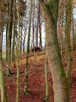 Da ist wieder einer...