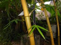 In der Ecolodge. Sehr schön gezeichneter Bambus.