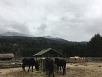 Weihnachten auf Gut Aiderbichl